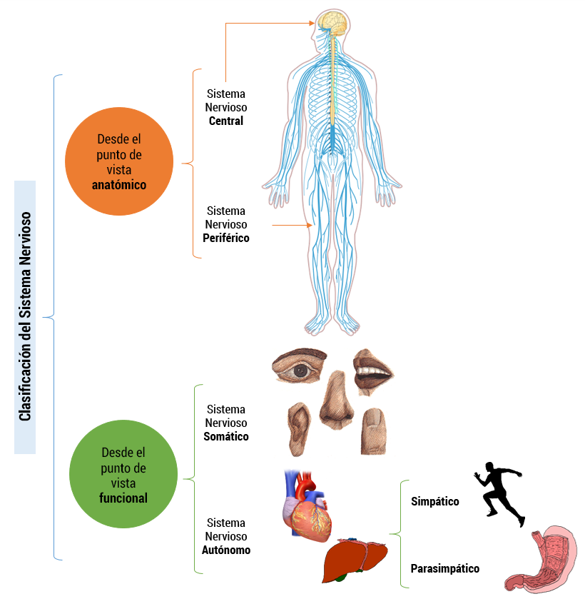 Sistema nervioso central controlando el encéfalo; sistema nervioso periférico controlando extremidades del cuerpo; sistema nervioso somático controlando los cinco sentidos; sistema nervioso autónomo controlando vísceras como el hígado y corazón; sistema nervioso simpático activando respuestas de huida y sistema nervioso parasimpático controlando vísceras como el estómago durante periodos de descanso.