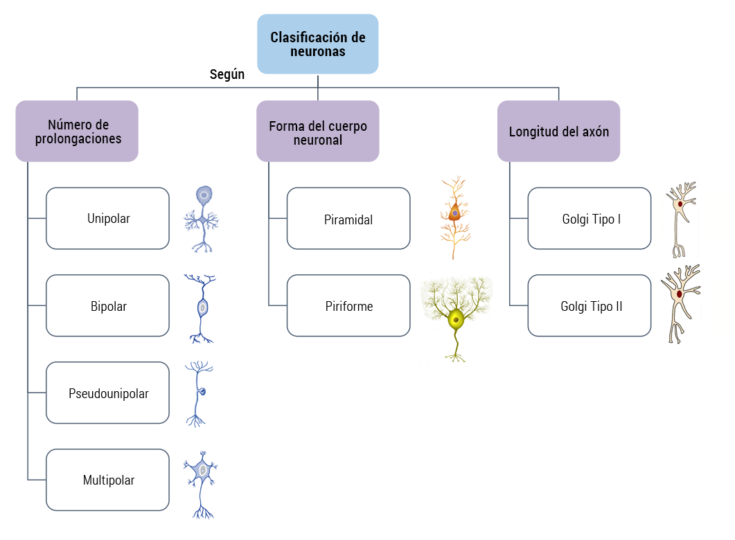 Neurona unipolar de una sola prolongación; neurona bipolar con dos prolongaciones; neurona pseudounipolar con una prolongación en forma de T; neurona multipolar con más de dos prolongaciones; neurona piramidal con cuerpo en forma de pirámide; neurona piriforme con cuerpo en forma de pera; neurona Golgi tipo I con axón largo y neurona Golgi tipo II con axón corto.