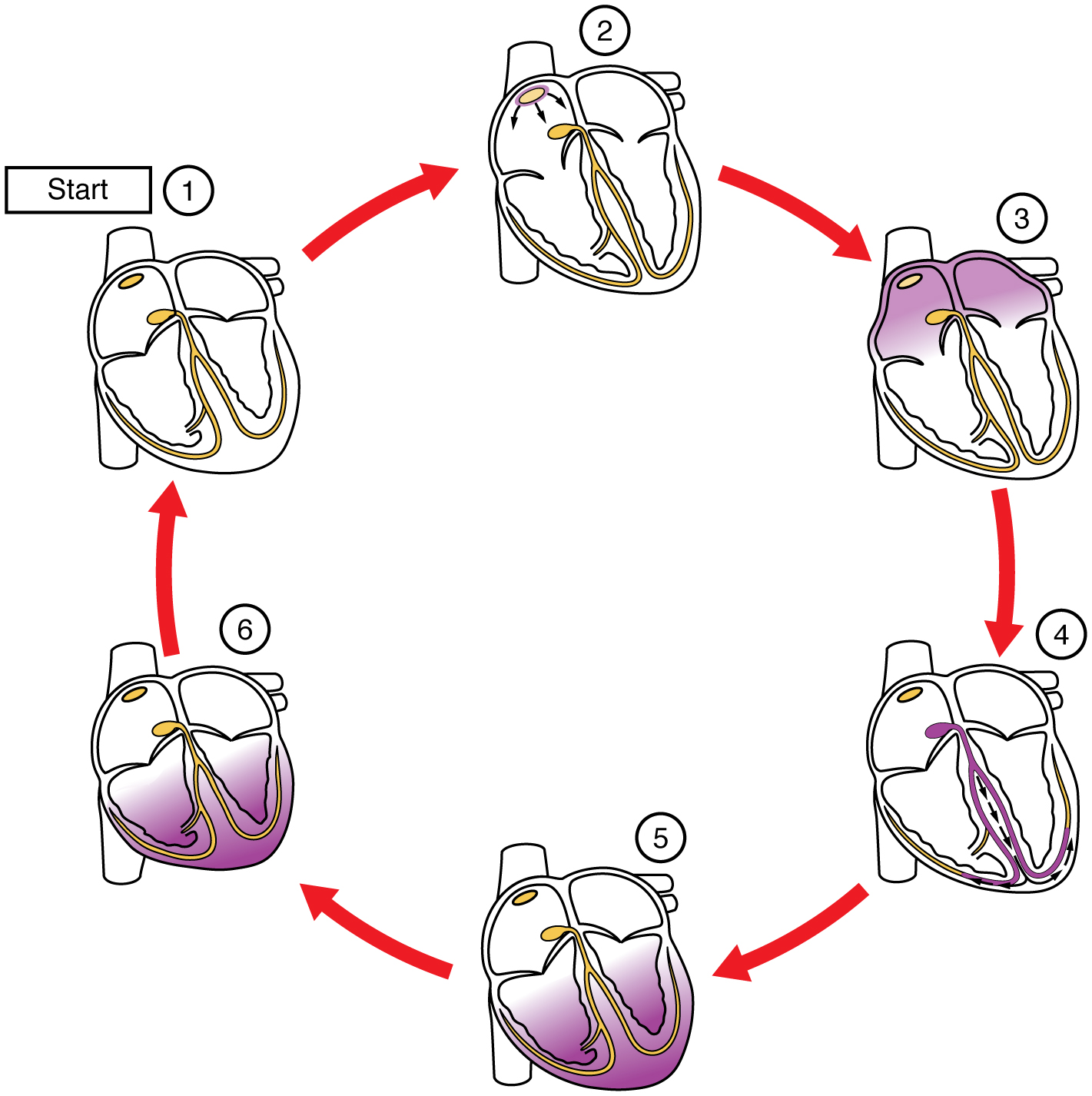 Cardiac depolarization scheme