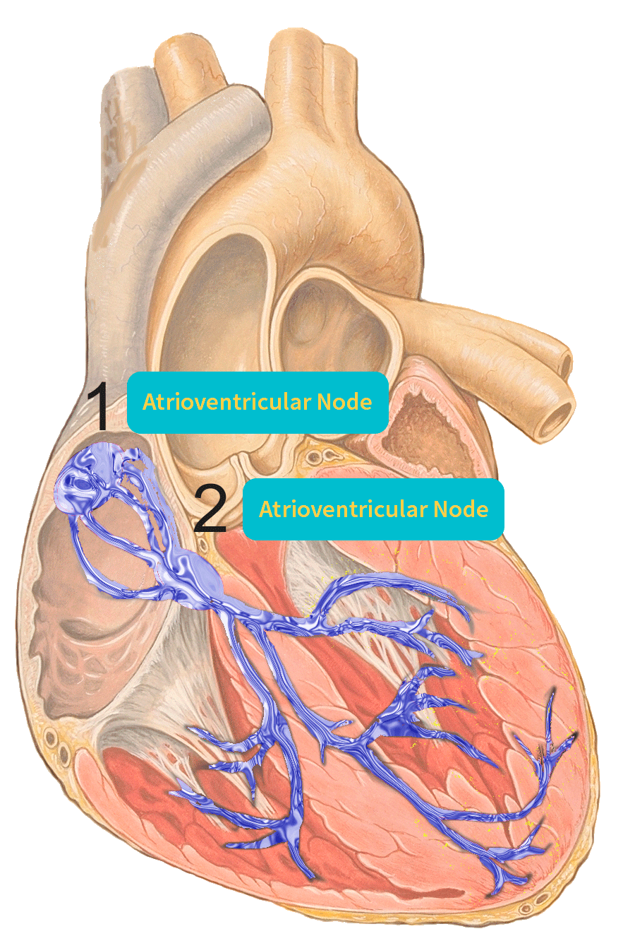 Electric conduction system in the heart