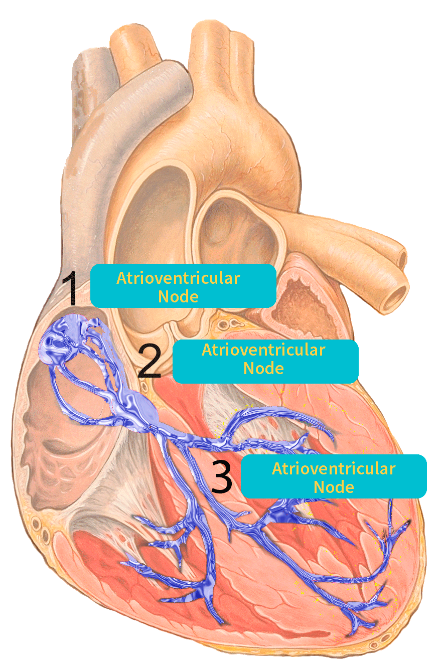 Electric conduction system in the heart