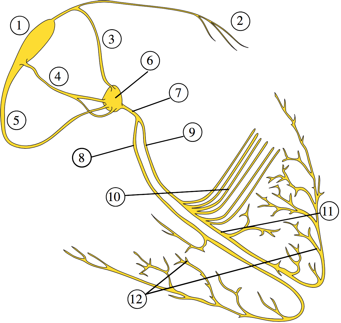 Electric conduction system in the heart