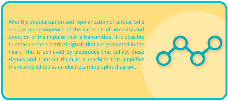 Data about depolarization and repolarization of the electric signals of the heart in the electrocardiographic tracing